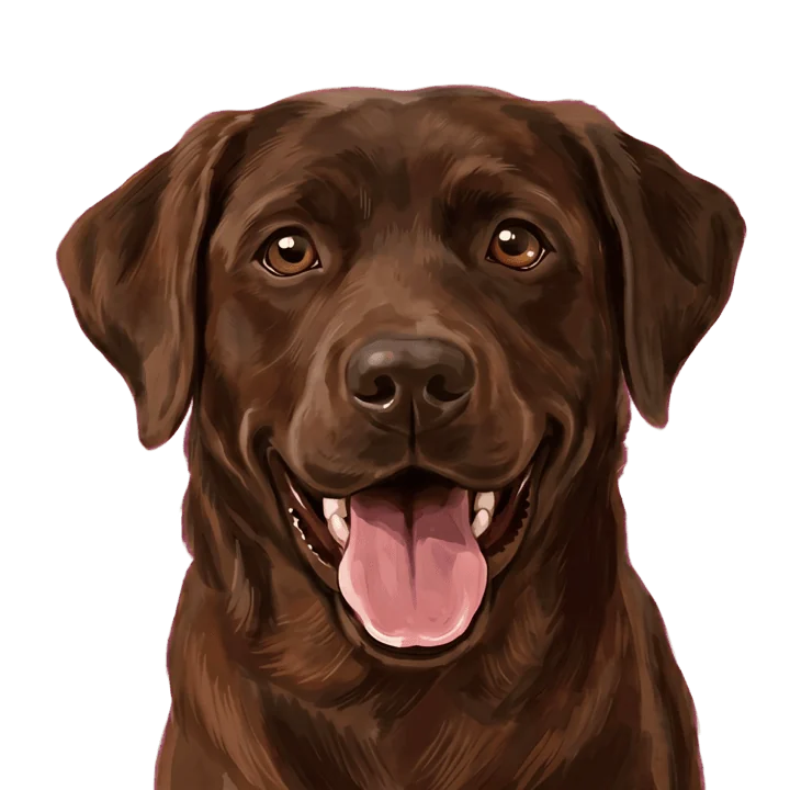 Portrait of Habanera, a chocolate Labrador